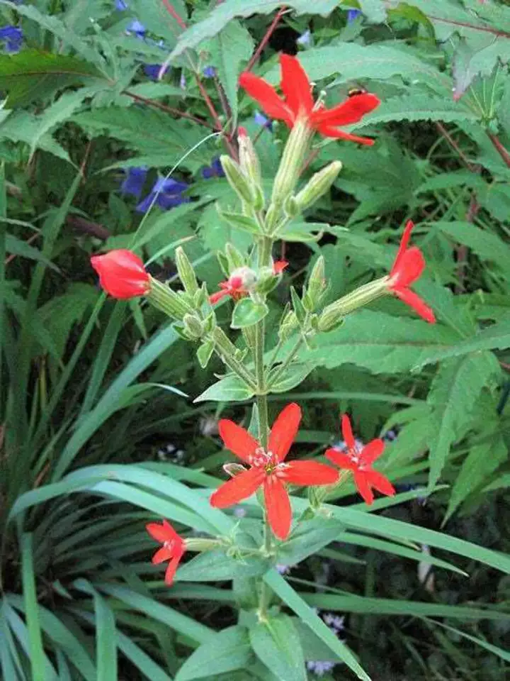 20 Seeds ROYAL RED CATCHFLY Hummingbird &amp; Endangered Native Flower Silene Regia  - £11.00 GBP