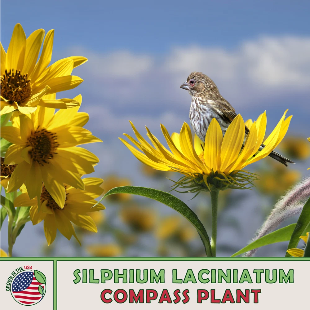 Fast Growing 10 Compass Plant Seeds Silphium Laciniatum Native Wildflower - $103.59 MXN Fast Growing 10 Compass Plant Seeds Silphium Laciniatum Native Wildflower - $103.59 MXN