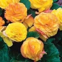 Fast Ship USA Seller Begonia Seeds Fortune Golden Red Back 15 Thru 50 Seeds - £14.34 GBP