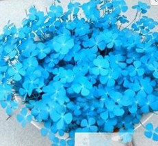 200 Blue Lucky Four Leaf Clover Grass Plants Countryside Decoration Flow... - $87.31 MXN