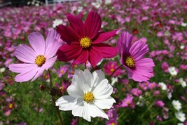 100 Ct Seeds Cosmos Sensation Mix Flower Garden ANNUAL  - £9.65 GBP