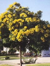 10 pcs golden medallion tree seeds  mnhg thumb200