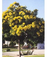 10 Pcs Golden Medallion Tree Seeds #MNHG - $16.50