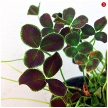 Love Bonsai Four Leaf Clover Family Indoor Vase Garden Flower, 100 Seeds D - $14.35