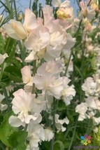 PPA 50+ Piggy Sue Sweet Pea Seeds For Garden Planting - USA  - £5.32 GBP