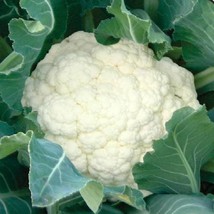 Snowball Cauliflower Seeds Organic Garden Fast Shipping - $6.50