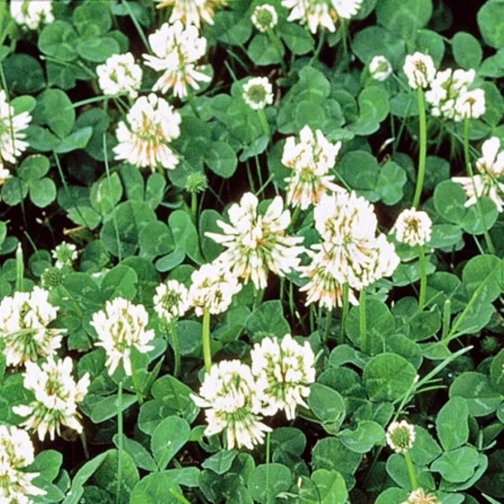 KS White Dutch Clover Cover Crop Organic Non Gmo Planting 150 Seeds  - $13.06 CAD