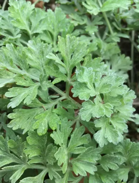 100 Organic Artemisia Absinthium Absinthium Common Wormwood Herb Fresh S... - £12.59 GBP