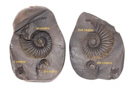Raro Laxmi Narayan Shaligram - Río Gandaki Nepal - $494.01