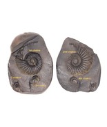 Raro Laxmi Narayan Shaligram - Río Gandaki Nepal - $9,075.21 MXN