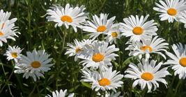 1000+ Seeds Roman Chamomile Herb Medicinal Fragrant Groundcover PERENNIAL - £9.84 GBP