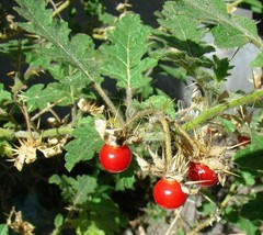 Lychee Tomato - Solanum sisymbriifolium - 5+ seeds (So 039) - $1.59