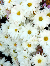 500 Seeds White Lar Dual Daisy Flower Seeds - $5.99