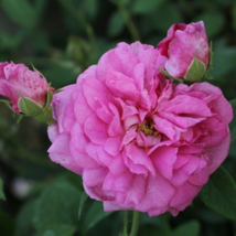 Heirloom Pink Rose Bush Flower - 50 Seeds - £5.77 GBP