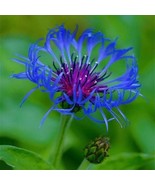 bee balm, spotted, 50 seeds, RARE PERENNIAL! blue flower. - $3.99