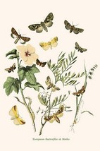 European Butterflies &amp; Moths by William Forsell Kirby #8 - Art Print - £16.43 GBP+