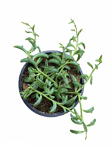 4&quot; Pot - String of Dolphins - Living Room - Houseplant - Gardening - £40.74 GBP
