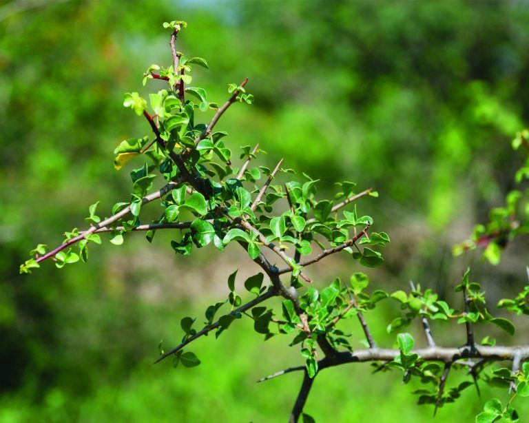 Commiphora Berryi Balm Of Gilead Tree 5 seeds Fresh Gardening - $17.96