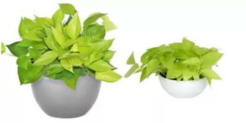 Neon Green Pothos Live House Plant 4 Inch Pot Tropical Indoors Outdoors ... - $16.42 CAD