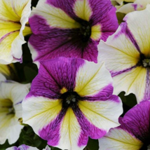 50 Pc Seeds Yellow Purple White Petunia Flower, Petunia Seeds for Planting | RK - £11.56 GBP