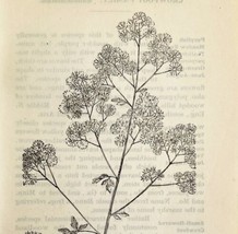 1905 Tall Meadow Rue Flower Print Pen &amp; Ink Lithograph Antique Art 6.75 x 3.75&quot; - £13.71 GBP