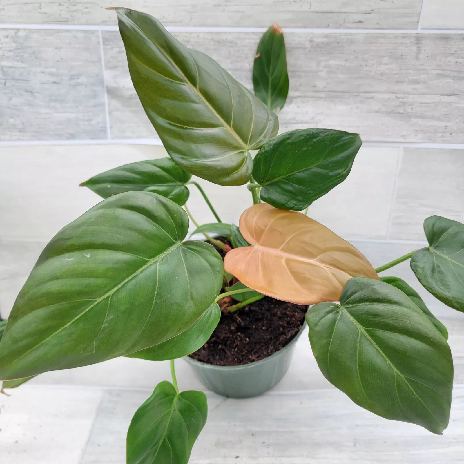 Philodendron Summer Glory, Philodendron Gloriosum Hybrid houseplant in 3... - $26.99