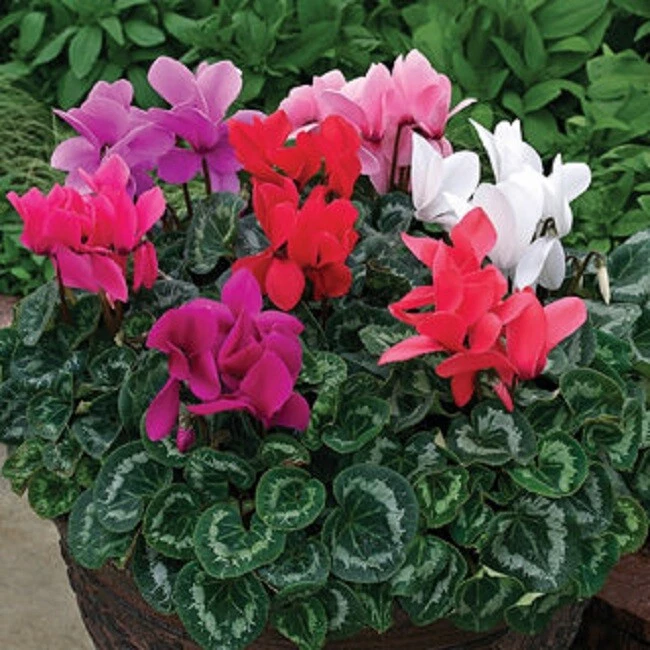 15 Cyclamen Seeds Rainier Mix - $18.04
