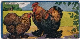 Cowan Co Toronto Card Partridge Cochins Chicken Series - $190.96 MXN