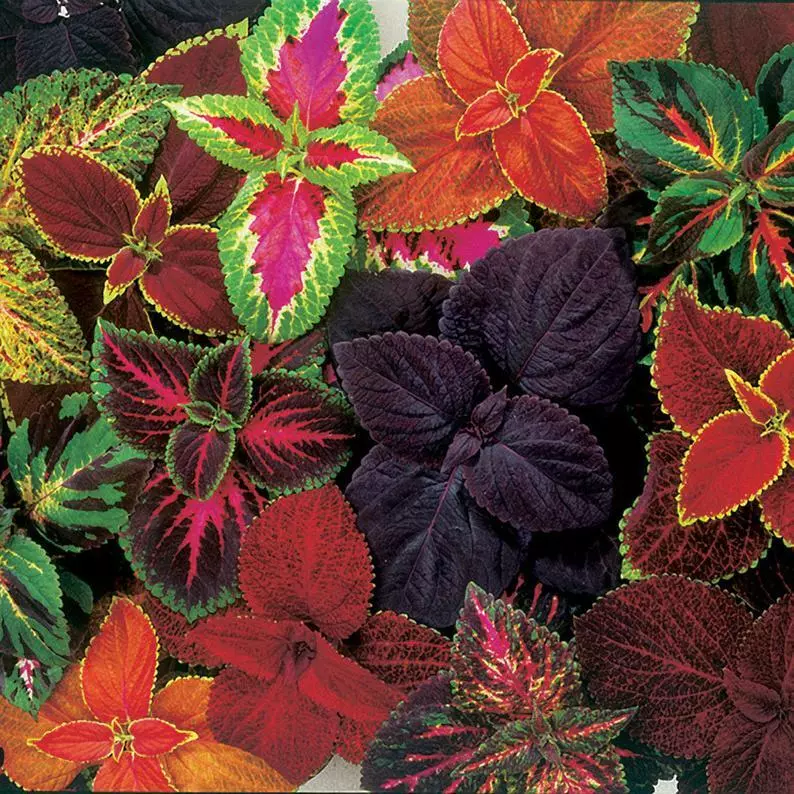 12 Seeds Coleus Giant Exhibition Mix Indoor-Outdoor Annual- Perennial Flower - £7.82 GBP