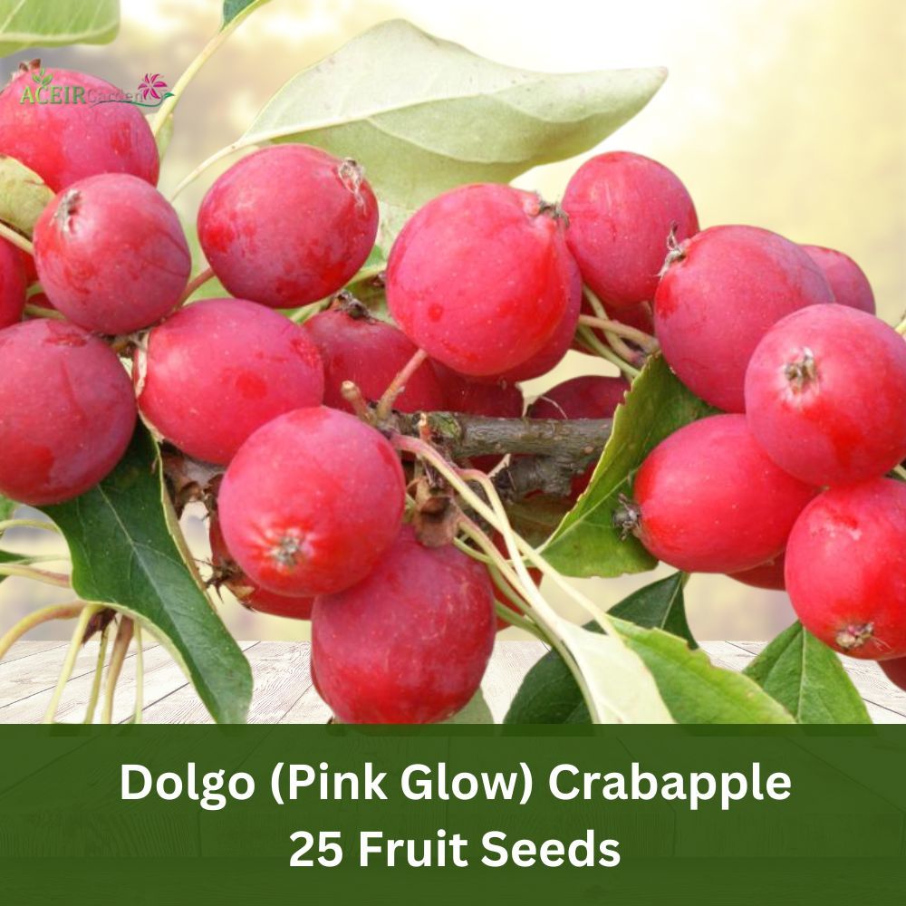 25 Dolgo (Pink Glow) Crabapple Seeds – Hardy Ornamental Tree, Stunning P... - $11.90