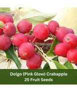 25 Dolgo (Pink Glow) Crabapple Seeds – Hardy Ornamental Tree, Stunning P... - $16.27 CAD