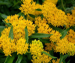 Butterfly Weed Hello Yellow Asclepias Tuberosa 300 Bulk Seeds Fresh - £159.85 GBP