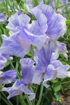 PPA 50+ SUSAn Thomas Sweet Pea Seeds For Garden Planting - USA  - £5.40 GBP