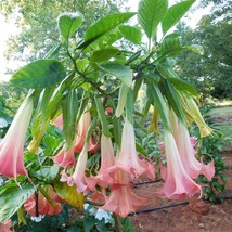 Pink Angel Trumpet Brugmansia Tropical Plant Cuttings Fast Grow Garden F... - $355.77 MXN+