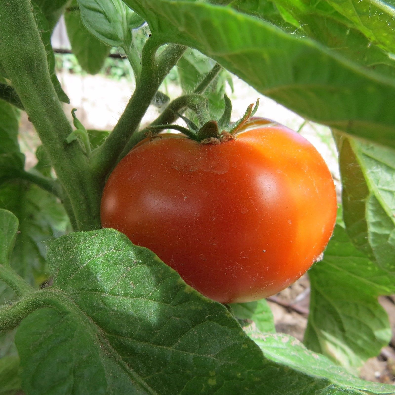 Cosmonaut Volkov - a reliable favorite well-adapted to cooler weather - $4.00