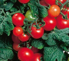 Heirloom Red Robin Tomato Seeds Microdwarf Container Hydroponic 25 Seeds - $7.99