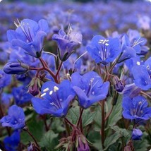 California Bluebell Flower Seeds - £3.91 GBP