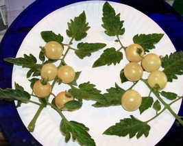 50 Organic Snow White Cherry Tomato Lycopersicon Fruit Vegetable Seeds - £4.46 GBP