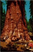 General Sherman Tree in Sequoia National Park CA Postcard PC340 - £3.89 GBP