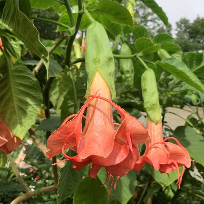 15+ Seeds Trumpet Mitzys Kiss  house plant-  garden- flowers - $11.39