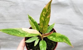 SEPTH Variegated Philodendron Ring of Fire live house plant  in 4&quot;&quot; pot - £22.46 GBP