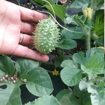 Fresh New 50 West India Gherkin cucumber seeds - $16.70