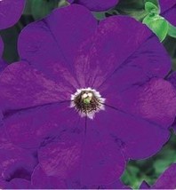 50 Pelleted Petunia Seeds Carpet True Blue Flower Seedsgarden Beautiful USA Sell - £19.88 GBP