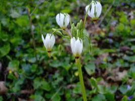 25 Dodecatheon Meadia White Midland Shooting Star Seeds Shade Perennial Flower - £14.35 GBP