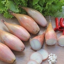 Onion Zebrune Shallot, 150 Seeds R - £13.06 GBP