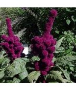 100 Organic Elephant Head Amaranthus Amaranthus Gangeticus Burgundy Red ... - $9.60