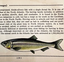 Herring 1939 Salt Water Fish Gordon Ertz Color Plate Print Antique PCBG19 - £23.62 GBP