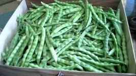 Beans, White Half Runner Beans,Non-Gmo, Heirloom, Organic, Amish Seeds - £6.63 GBP