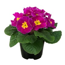 Primula Seeds Primula Early Violet 50 Primrose Seeds Gardening USA SHIPPING - $15.79