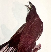 Bald Eagle Juvenile Bird Lithograph 1950 Audubon Antique Art Print DWP6D - £23.53 GBP